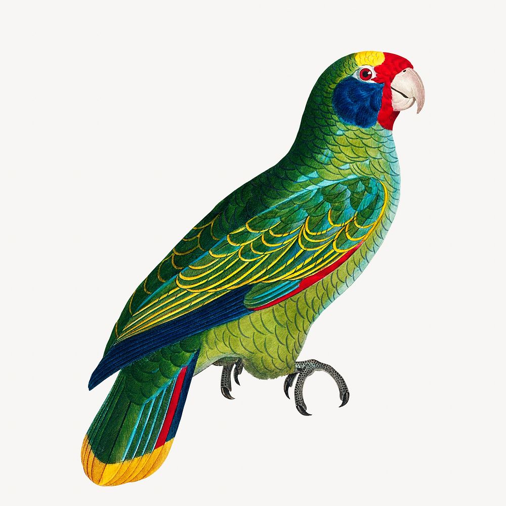 Amazon parrot bird, vintage animal illustration