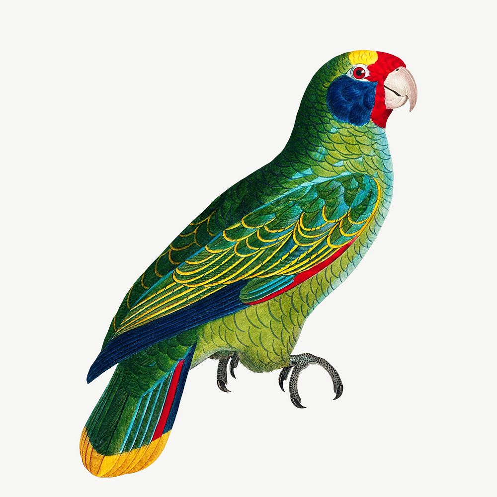 Amazon parrot bird, vintage animal collage element psd