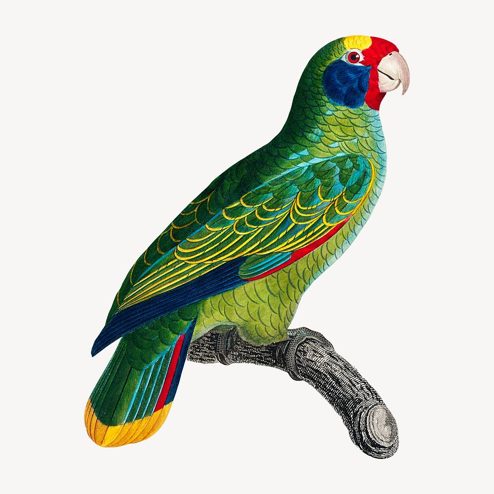 Amazon parrot bird, vintage animal illustration