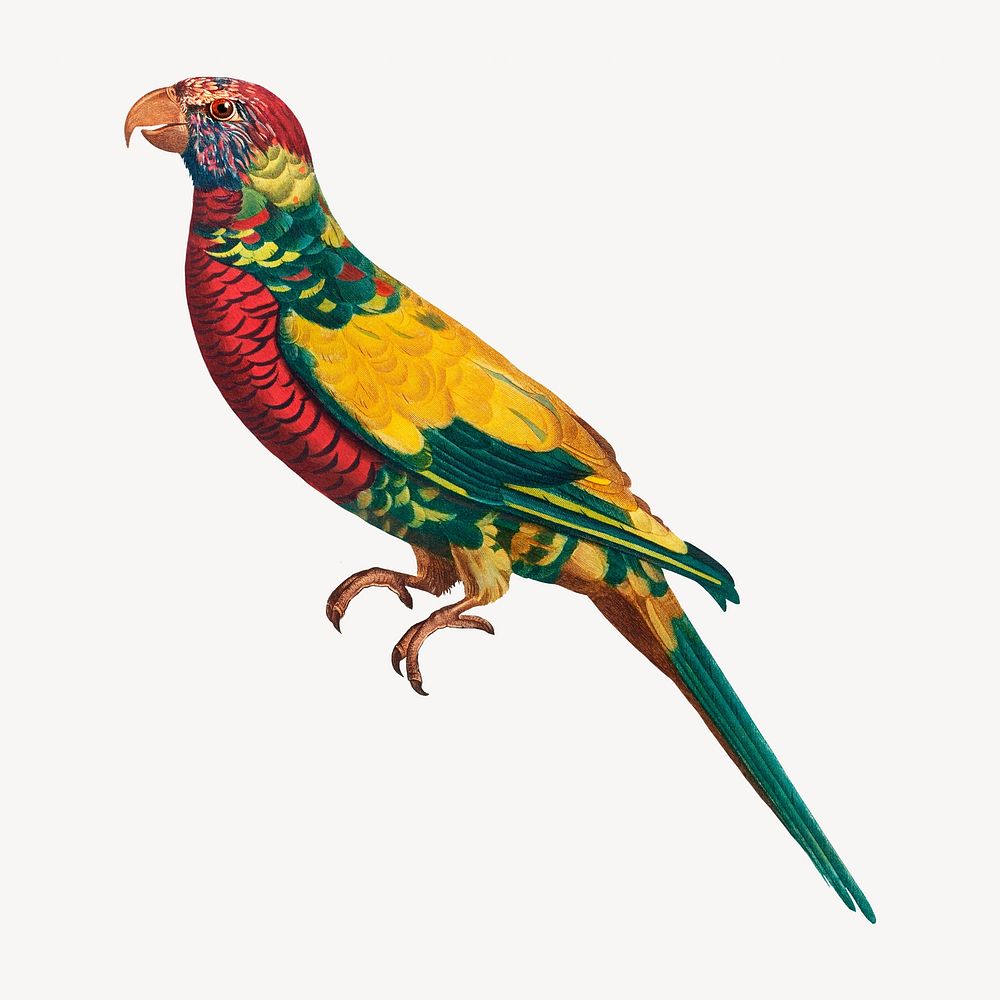 Rainbow Lorikeet bird, vintage animal illustration