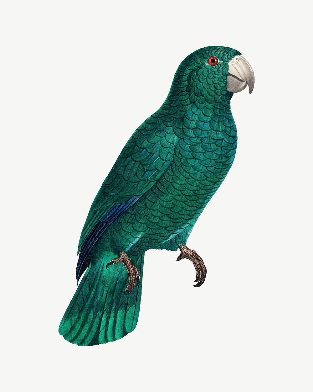 Cuban Amazon parrot bird, vintage animal collage element psd
