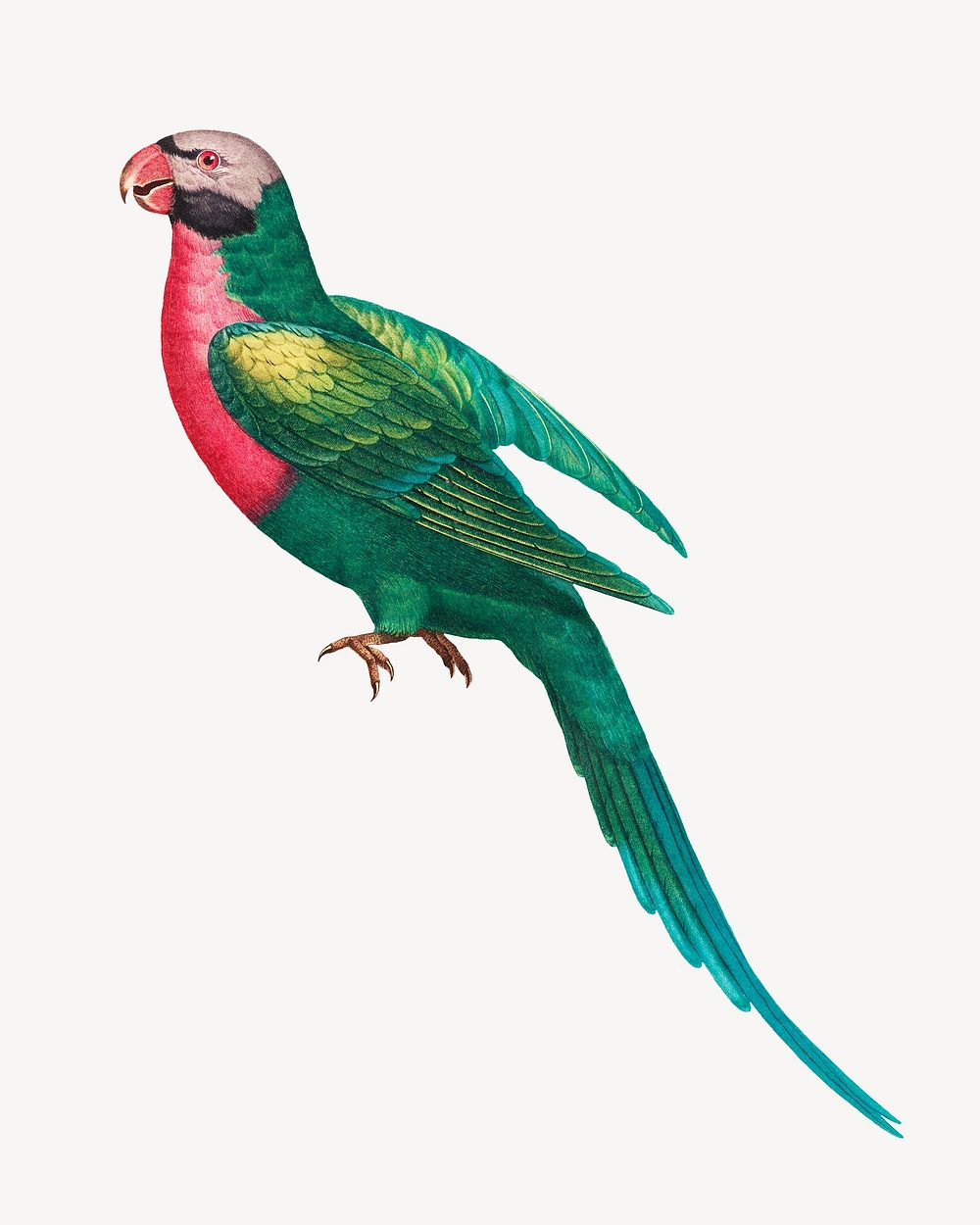 Red-breasted Parakeet bird, vintage animal illustration
