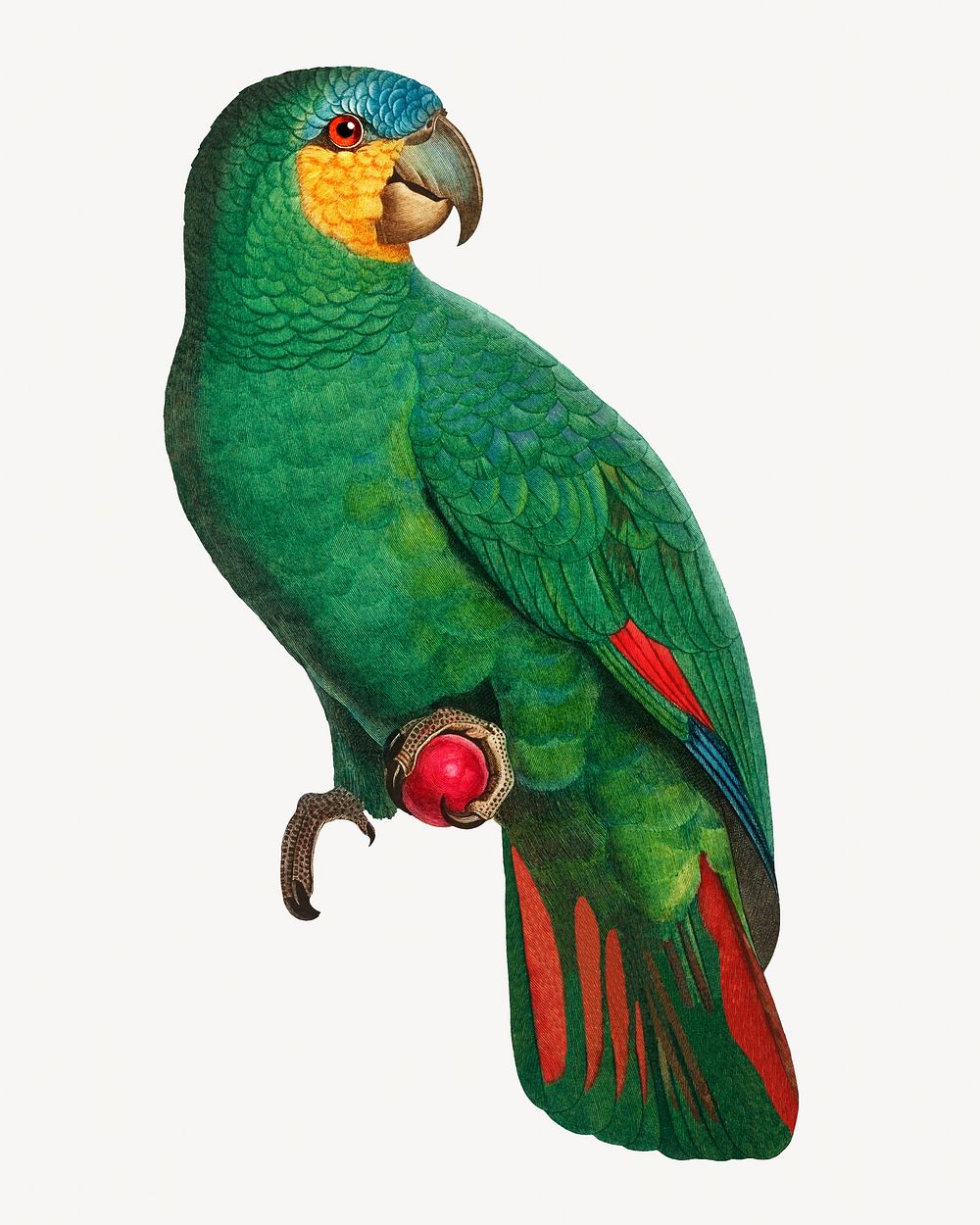 Orange-winged Amazon parrot bird, vintage animal illustration