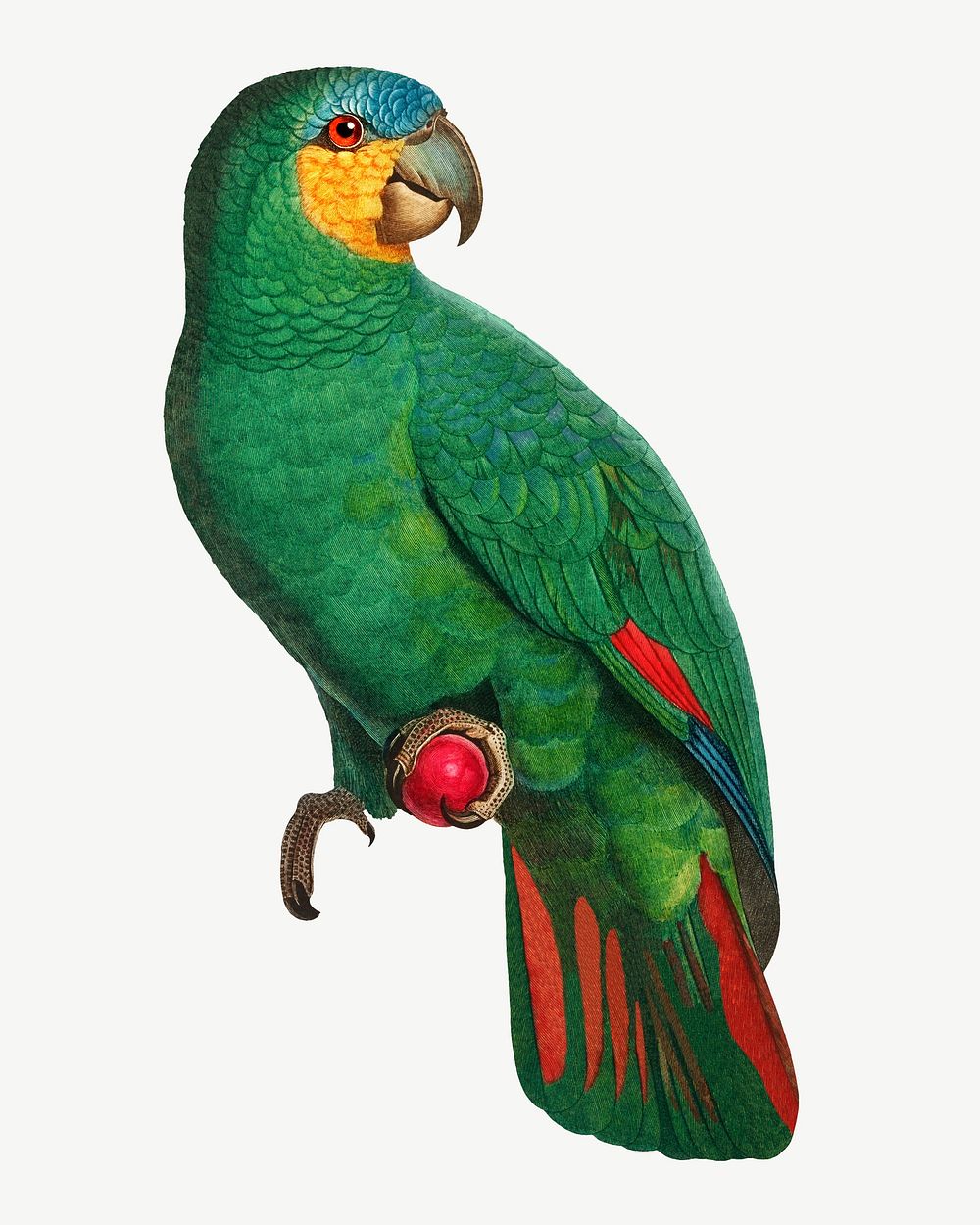 Orange-winged Amazon parrot bird, vintage animal collage element psd