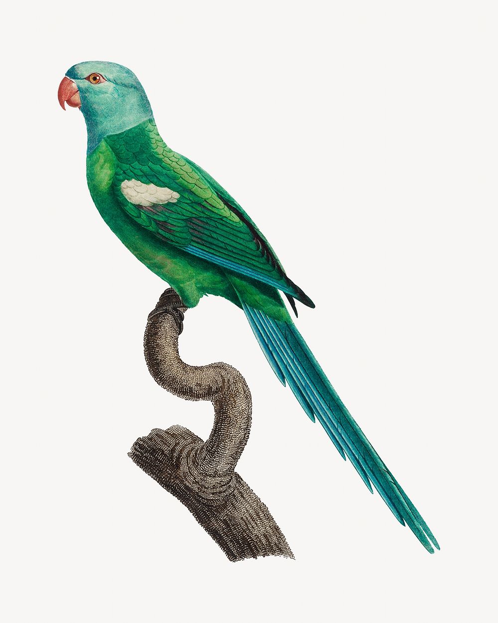 Yellow-shouldered Amazon parrot bird, vintage animal illustration