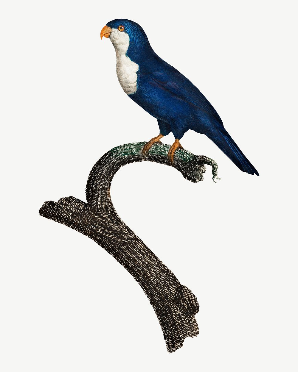 Arimanon parakeet parrot bird, vintage animal collage element psd