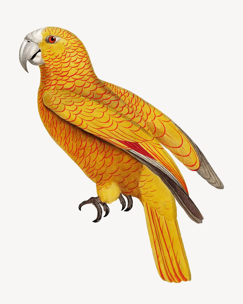 Paradise of Cuba parrot bird, vintage animal illustration