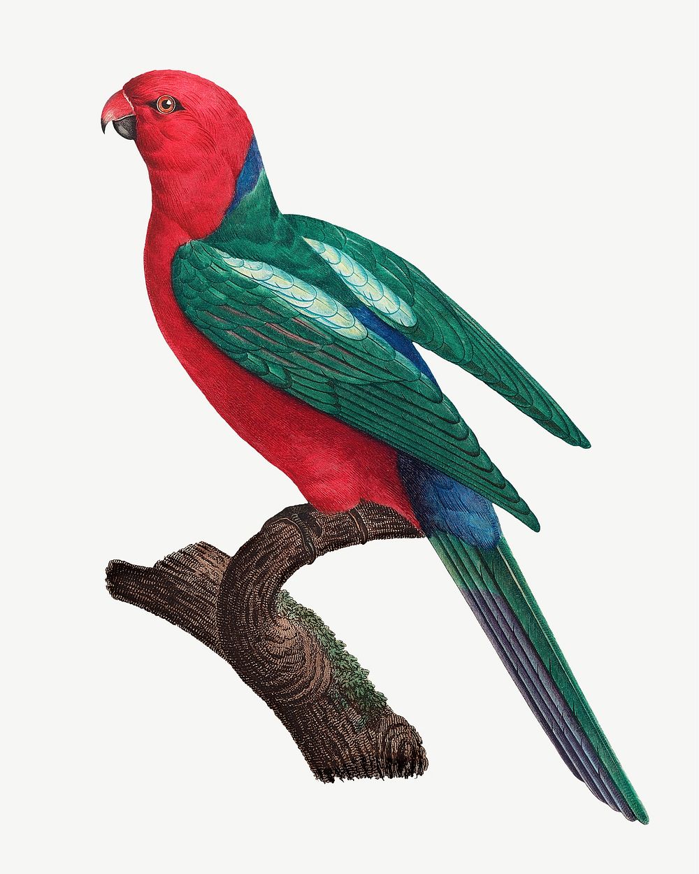 Australian king parrot bird, vintage animal collage element psd