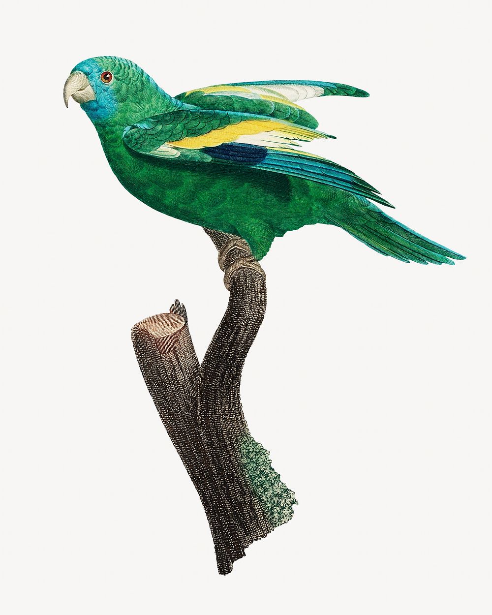 White-winged parakeet parrot bird, vintage animal illustration