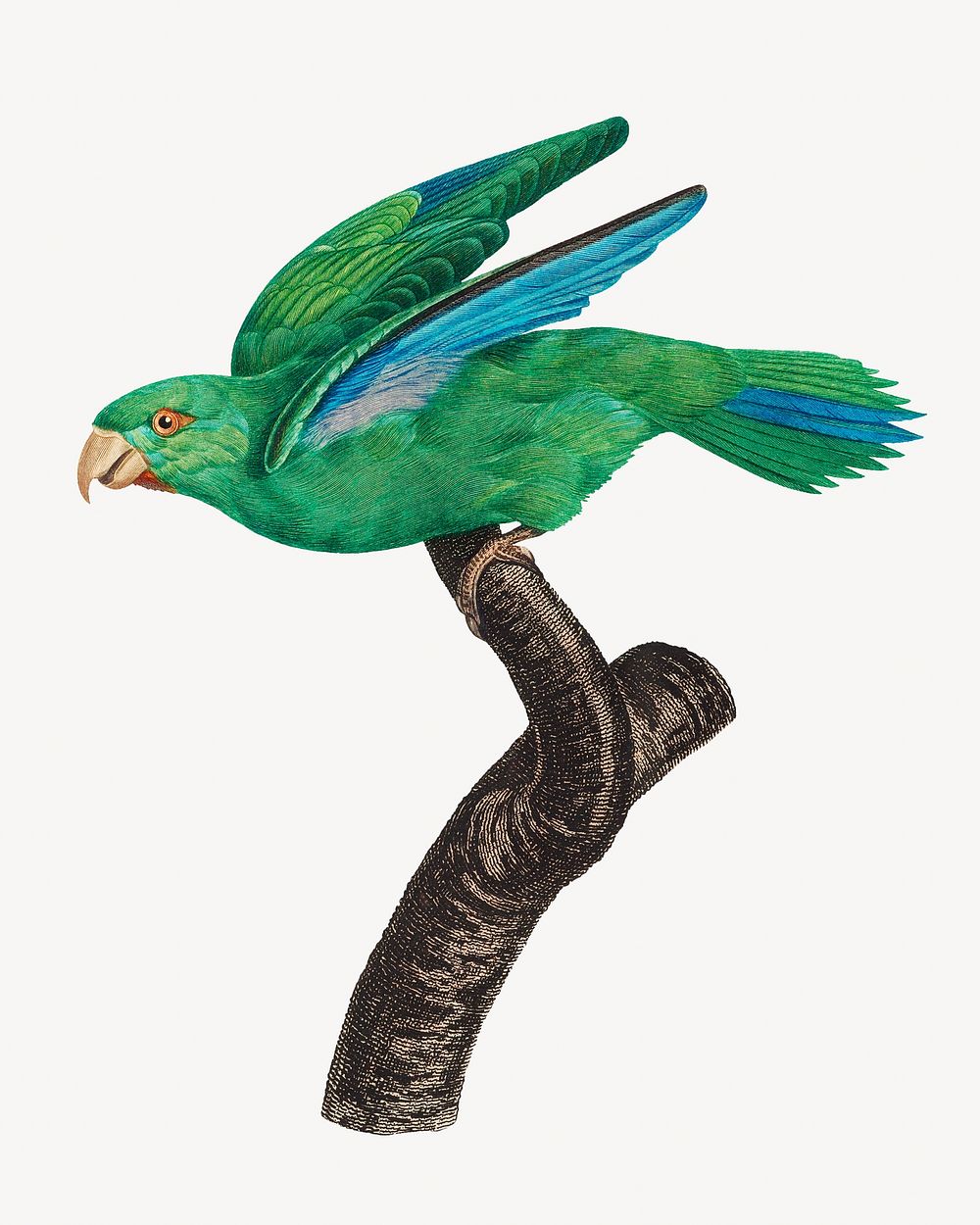 Marigold parakeet parrot bird, vintage animal illustration