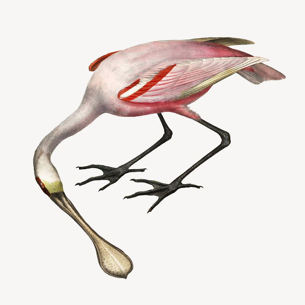 Roseate spoonbill bird, vintage animal illustration