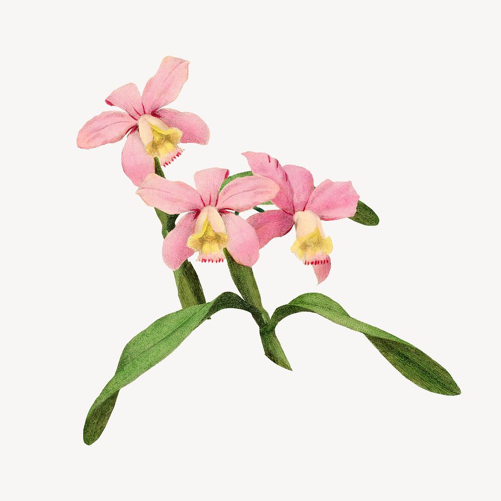 Pink cattleya orchid flower collage element psd