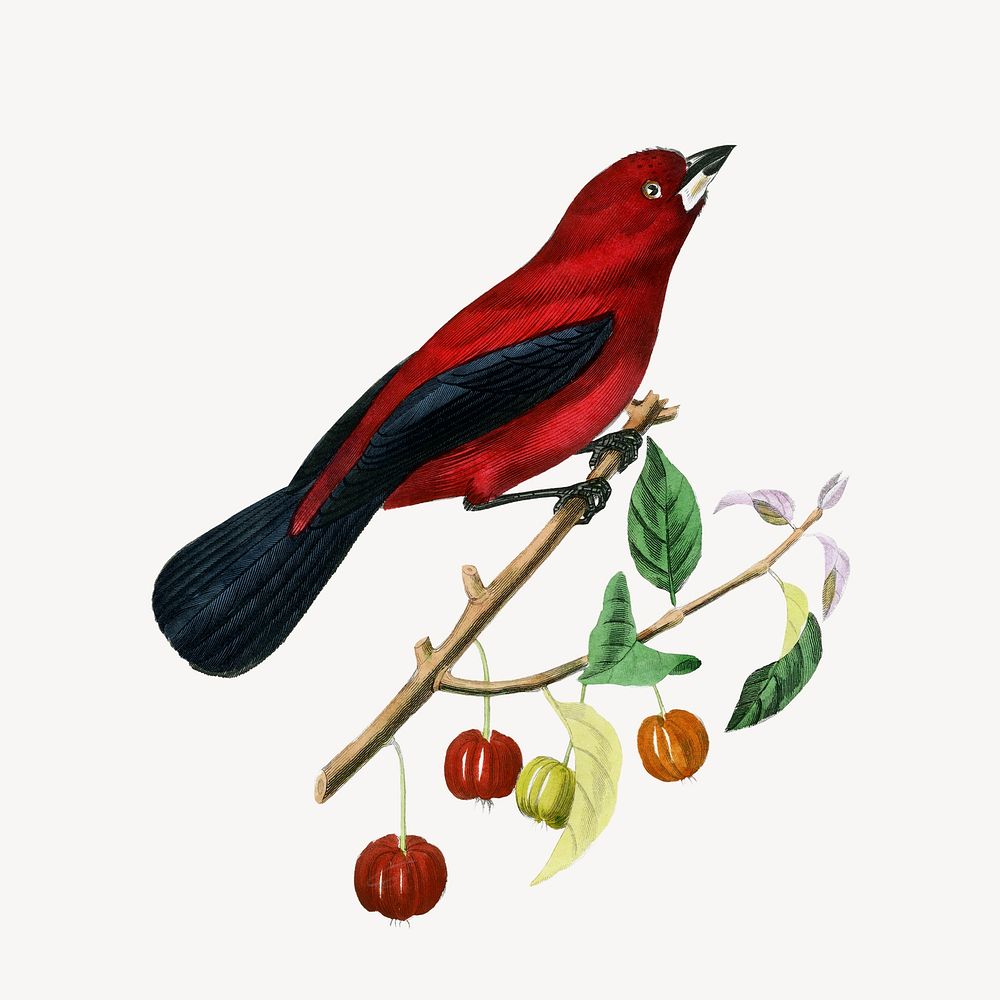 Red bird collage element, Brazilian tanager illustration psd