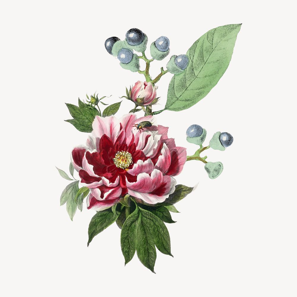 Pink peony flower, botanical illustration