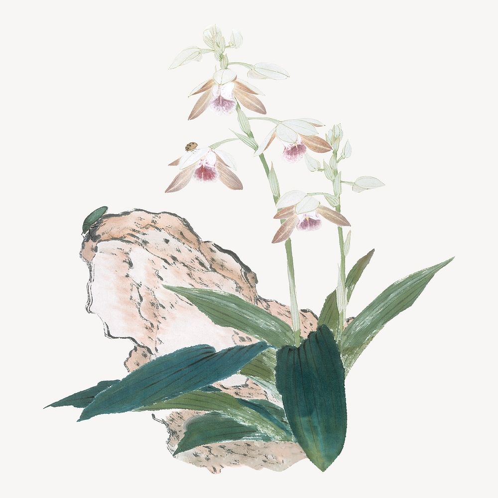 Pink Chinese flower, botanical illustration by Ju Lian.  Remixed by rawpixel.