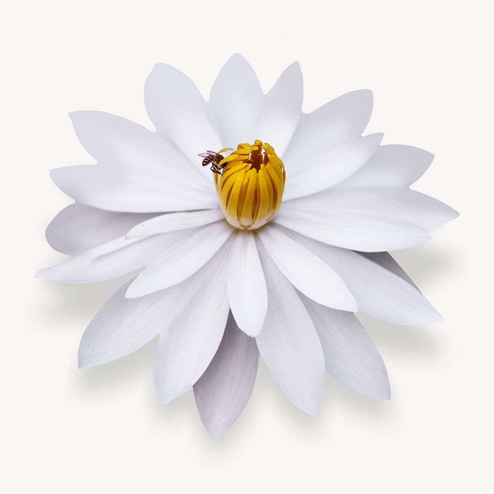 Egyptian white waterlily flower