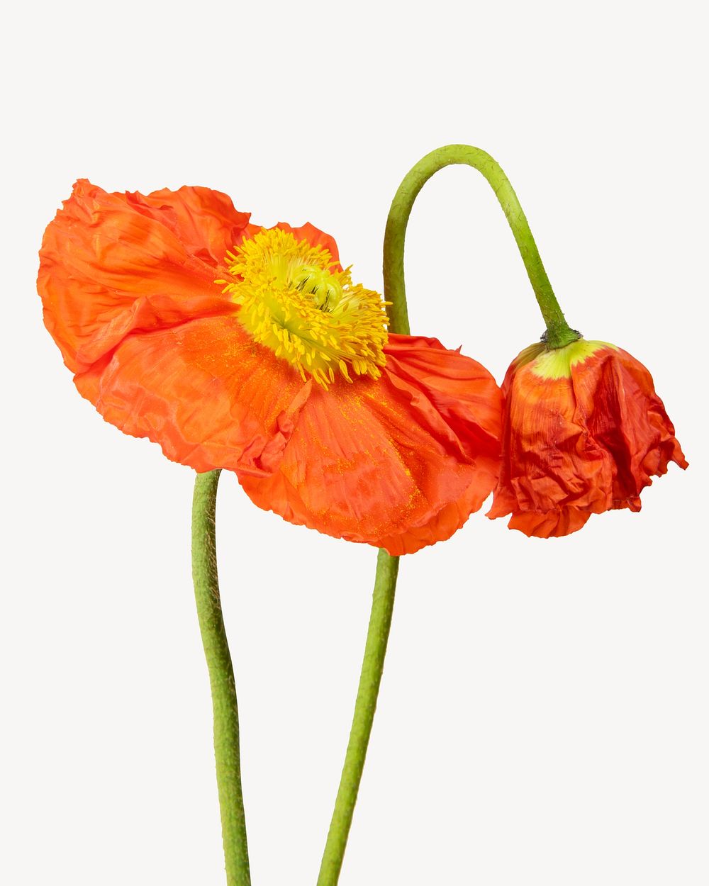 Orange poppy flower collage element