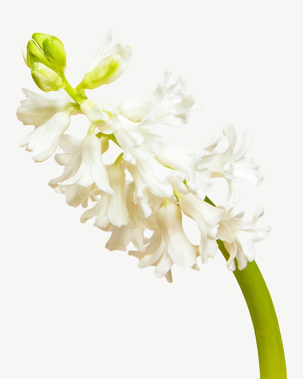 White hyacinths flower  collage element psd