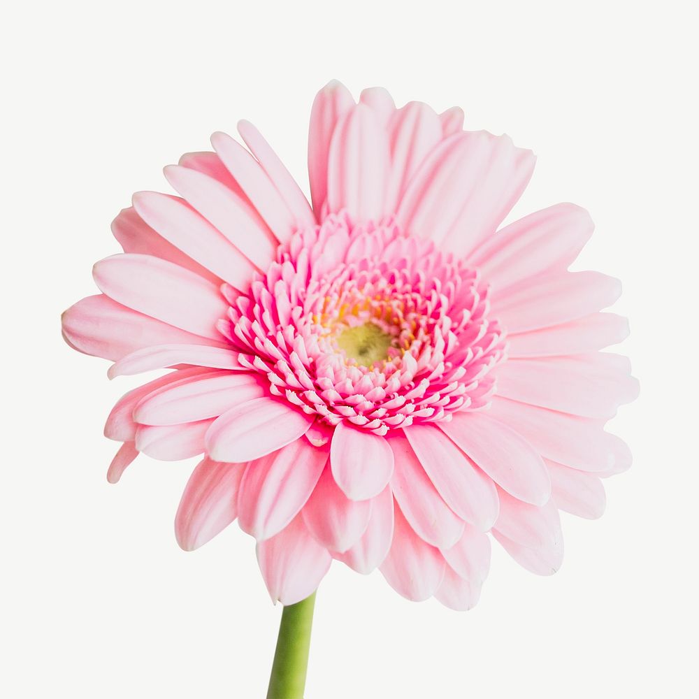 Pink daisy flower collage element psd