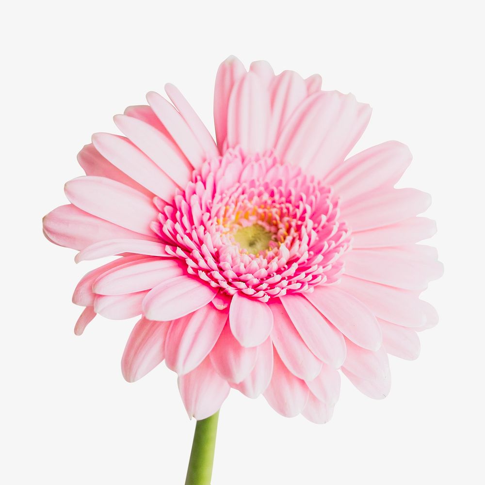 Pink daisy flower isolated design