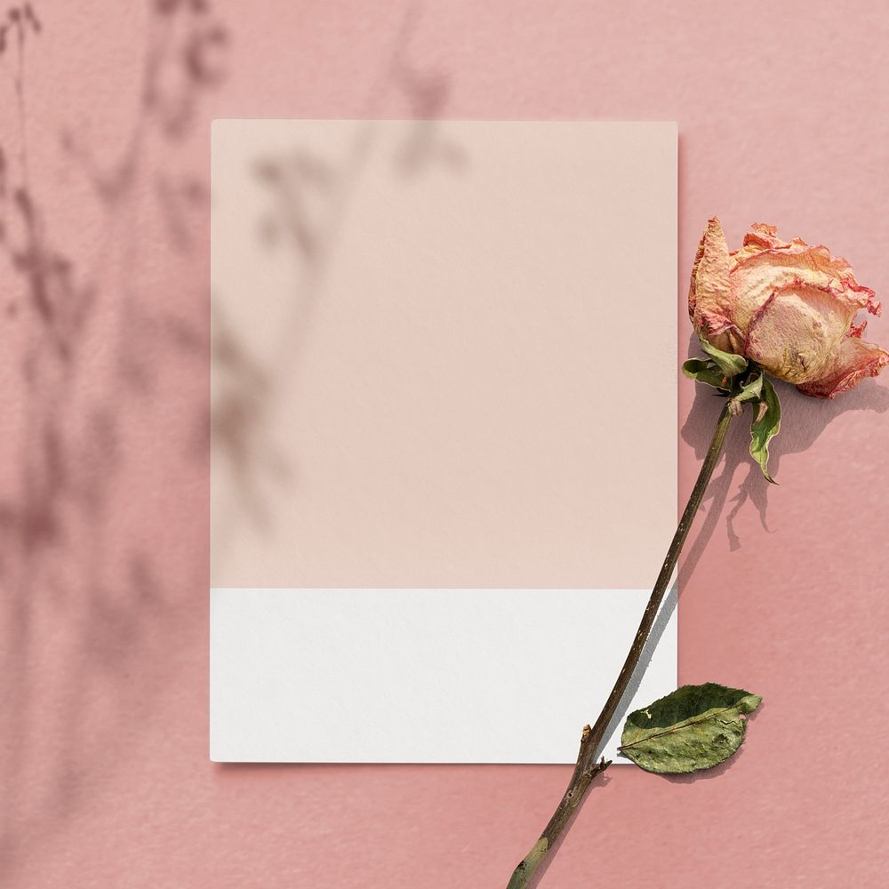 Blank pink paper with dried rose on a pink background
