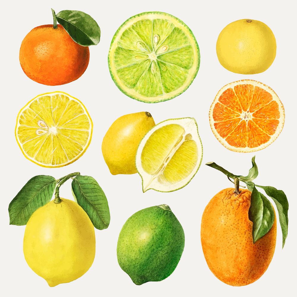 Mixed citrus fruits drawing