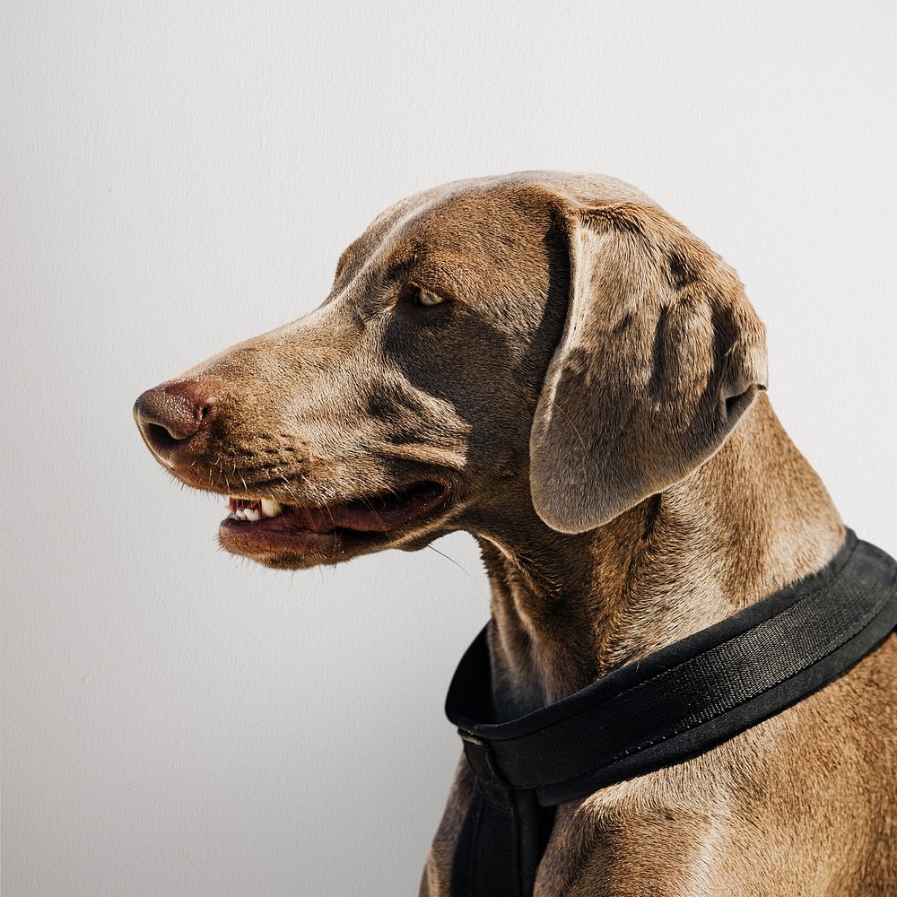 Weimaraner dog side portrait photo