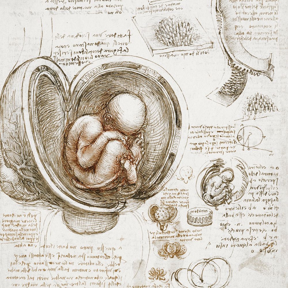 Leonardo da Vinci's illustration, Studies of the Foetus in the Womb painting, remixed by rawpixel