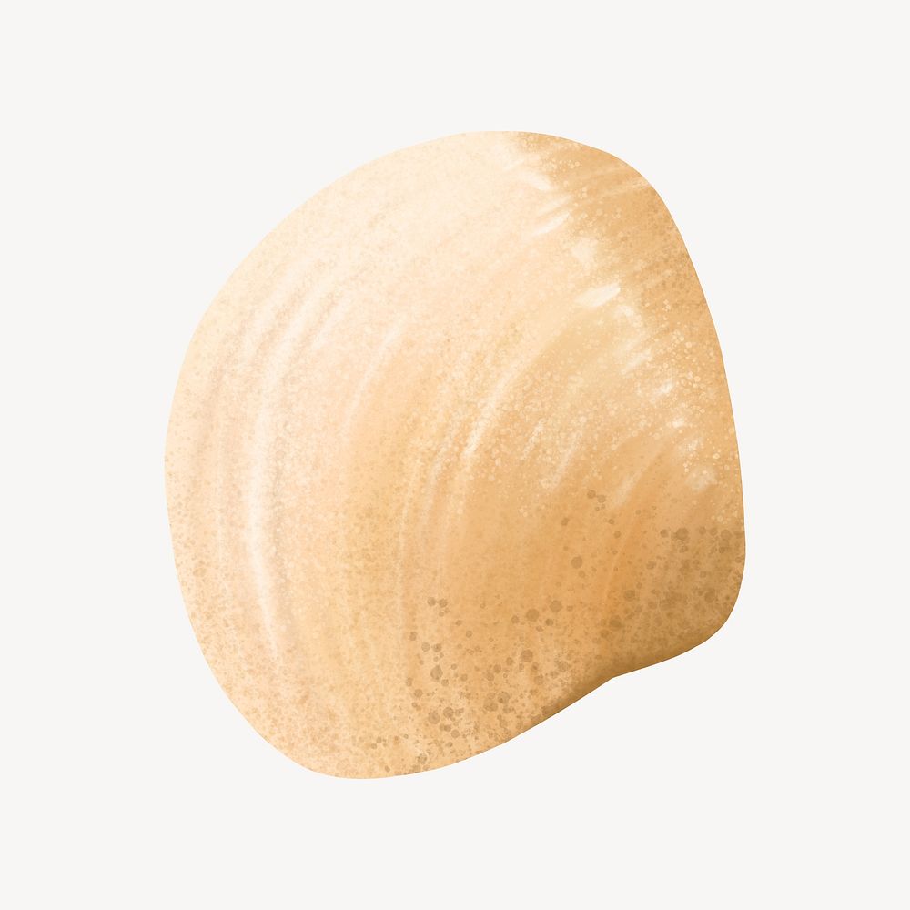 Clam shell, animal illustration