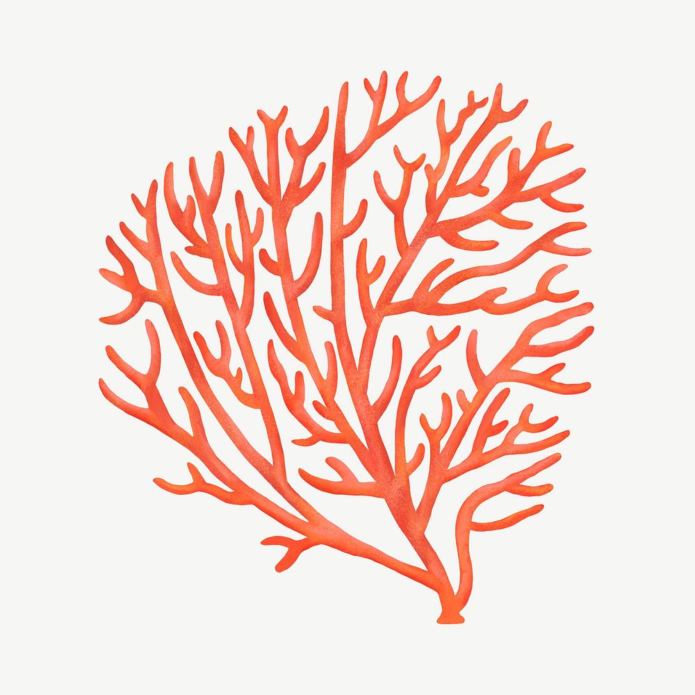 Orange coral, nature illustration collage element psd