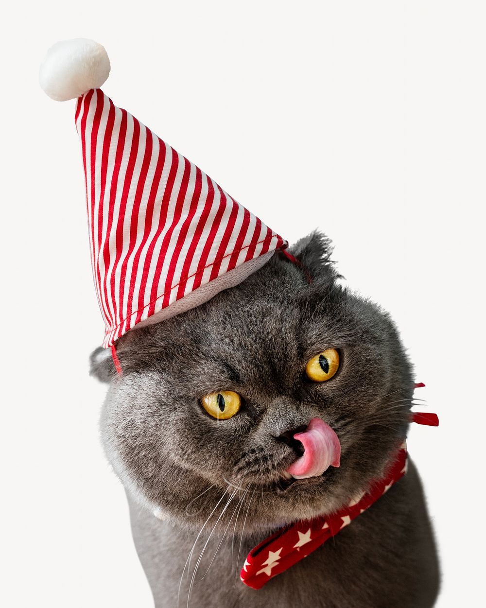 Cat wearing birthday hat isolated image