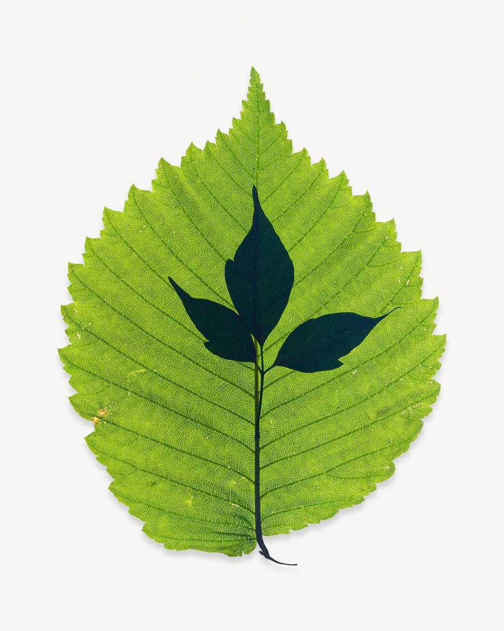 Leaf isolated design 
