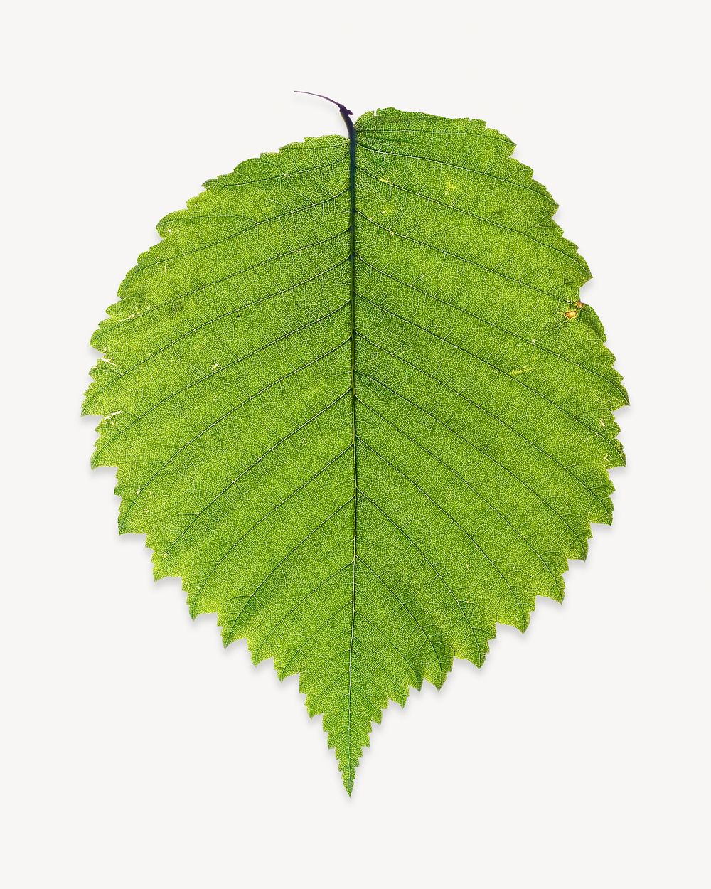 Leaf isolated design 
