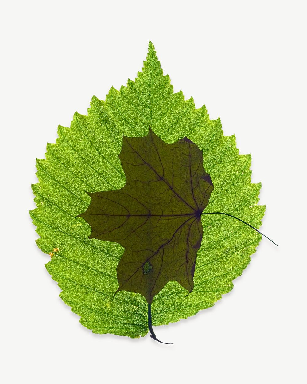 Green leaf collage element psd