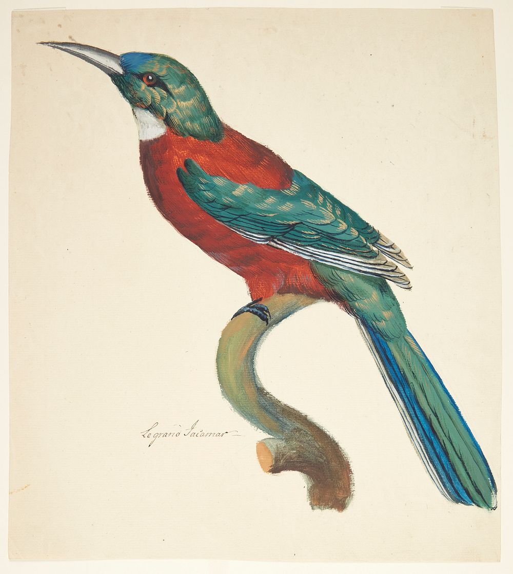 Exotic bird by Johan Christian Ernst Walter 