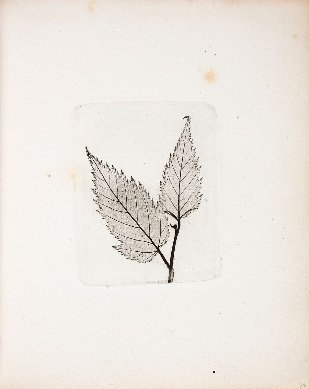Imprint of leaves by Peter Larsen Kyhl