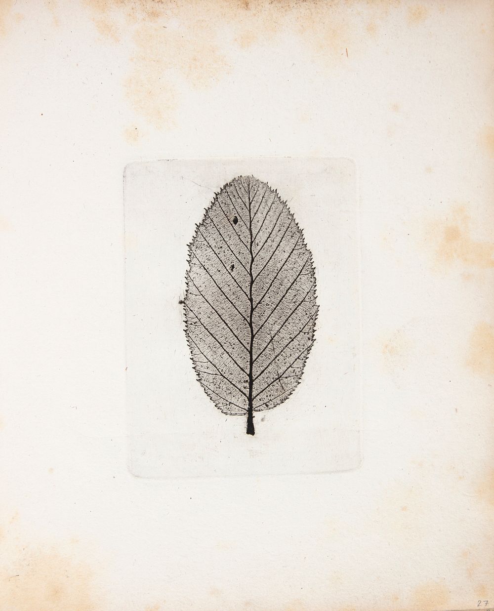 Imprint of leaf by Peter Larsen Kyhl