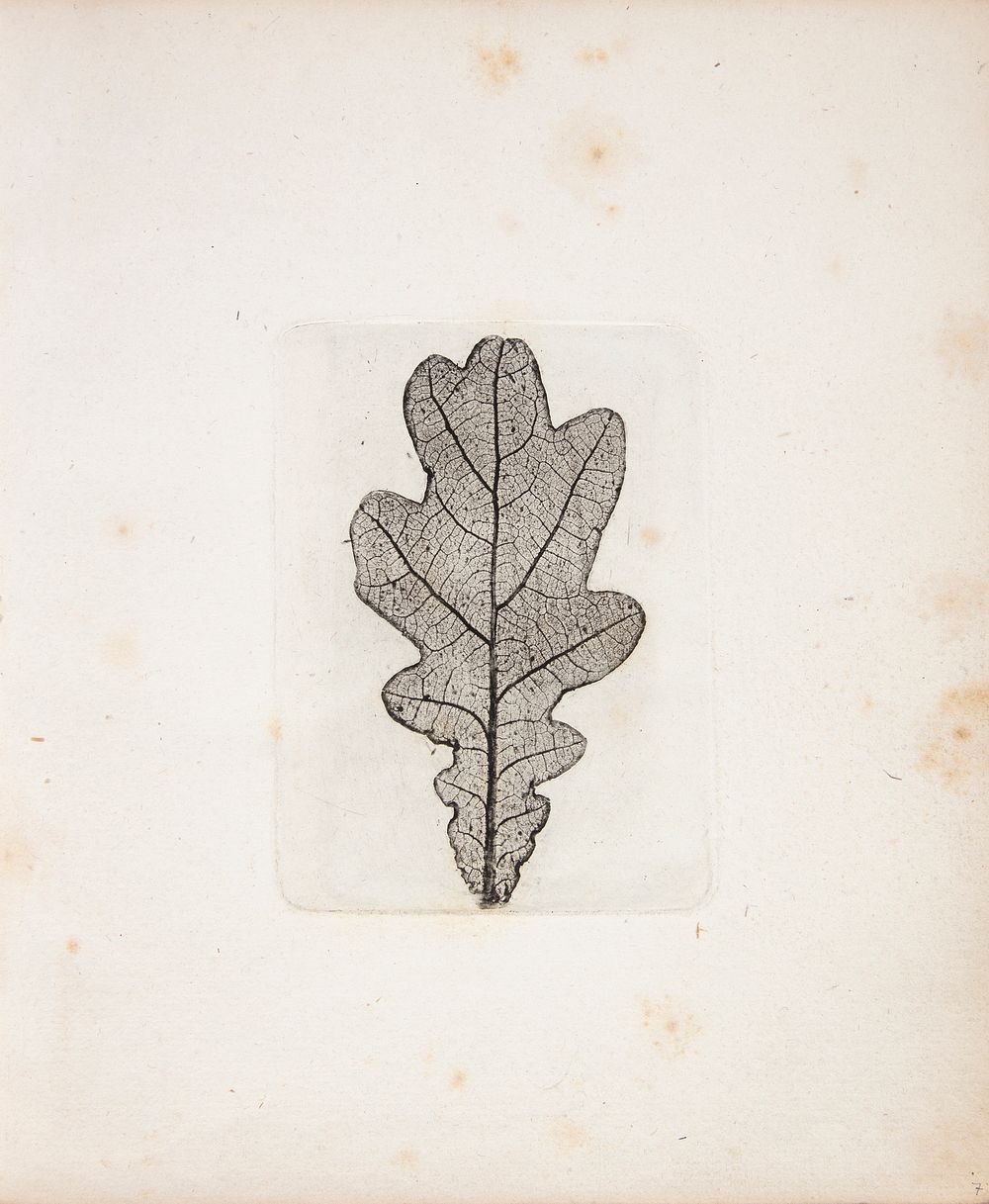 Impression of oak leaf by Peter Larsen Kyhl