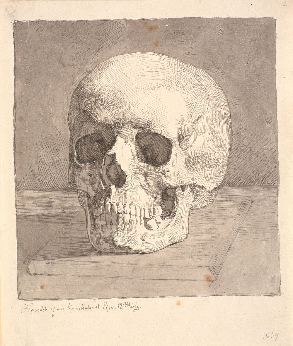Skull, front view by Johan Thomas Lundbye
