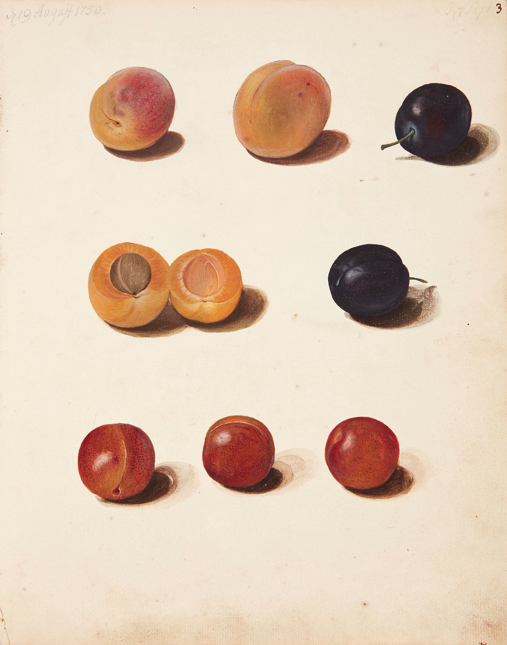 Studies of plums by Johanna Fosie