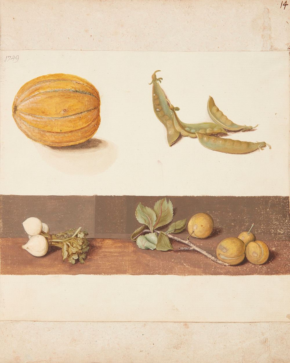 Study of fruit and vegetables by Johanna Fosie