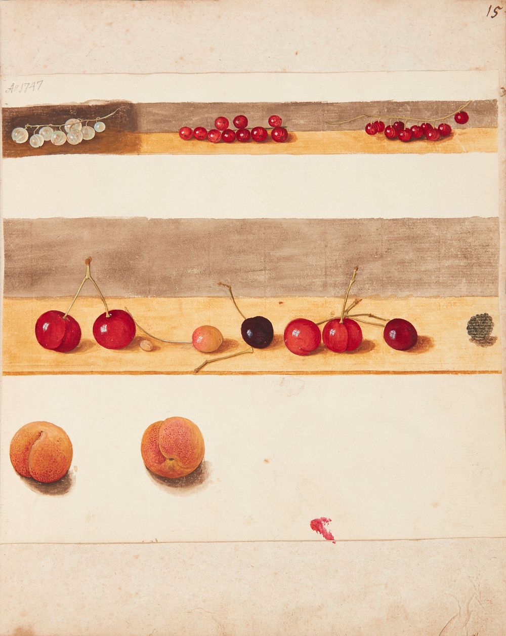 Study of fruits and berries by Johanna Fosie