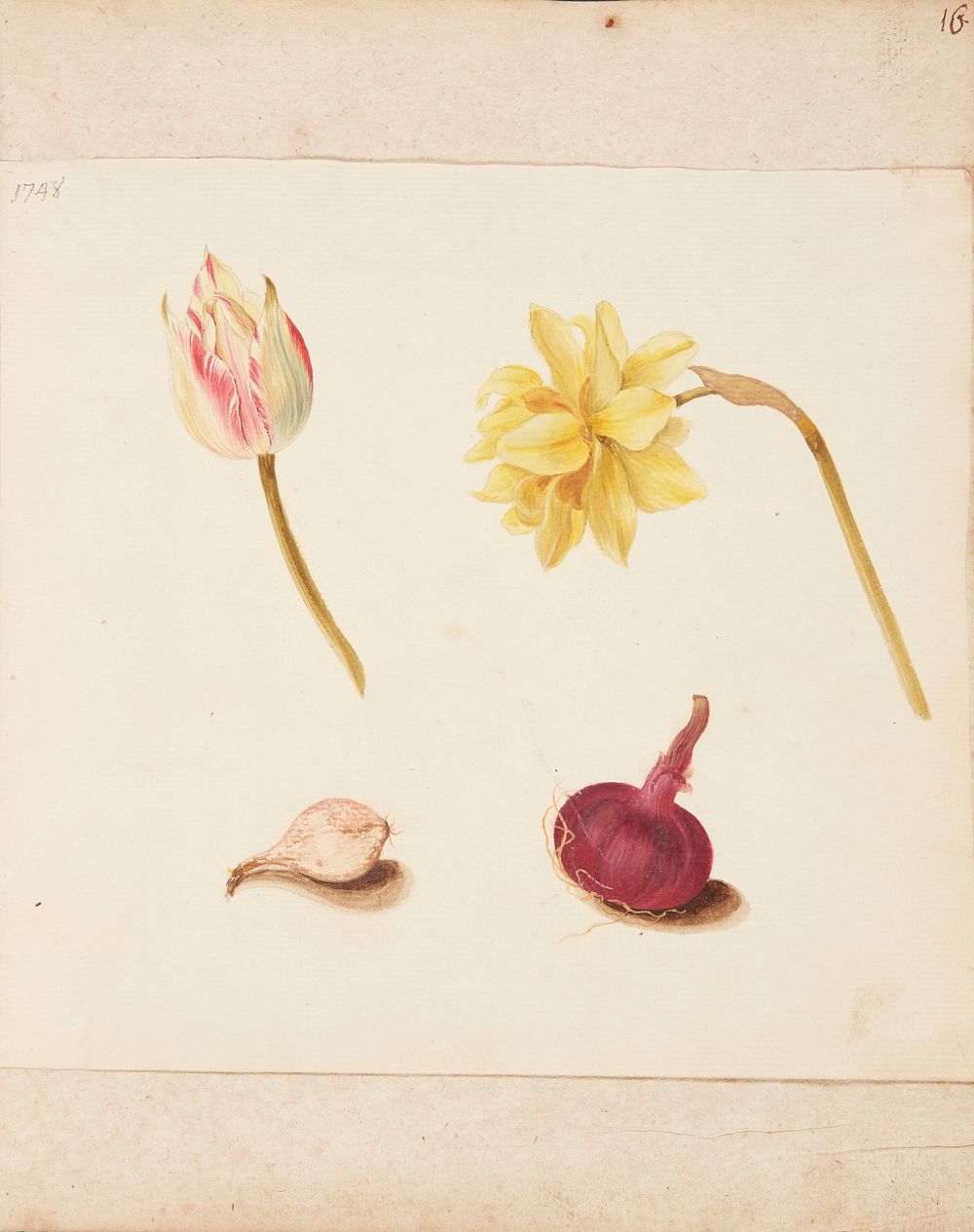 Study of flowers and bulbs by Johanna Fosie
