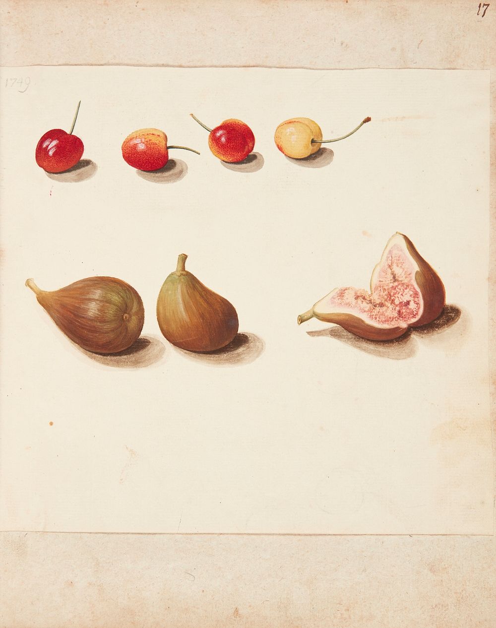 Study of morels and figs by Johanna Fosie