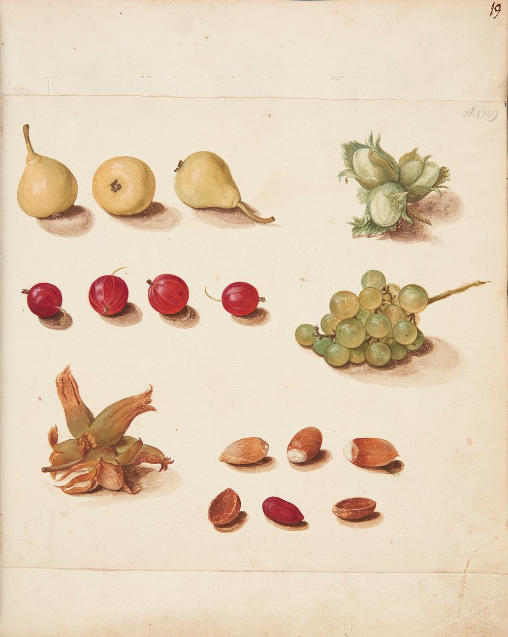 Study of fruits, berries, and nuts by Johanna Fosie