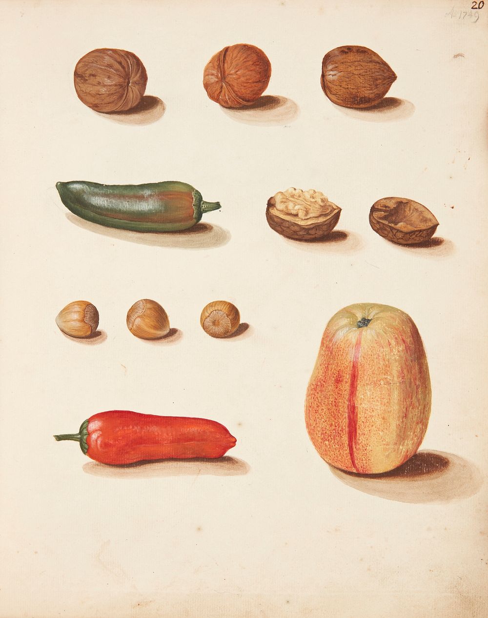 Study of apple, nuts and peppers by Johanna Fosie