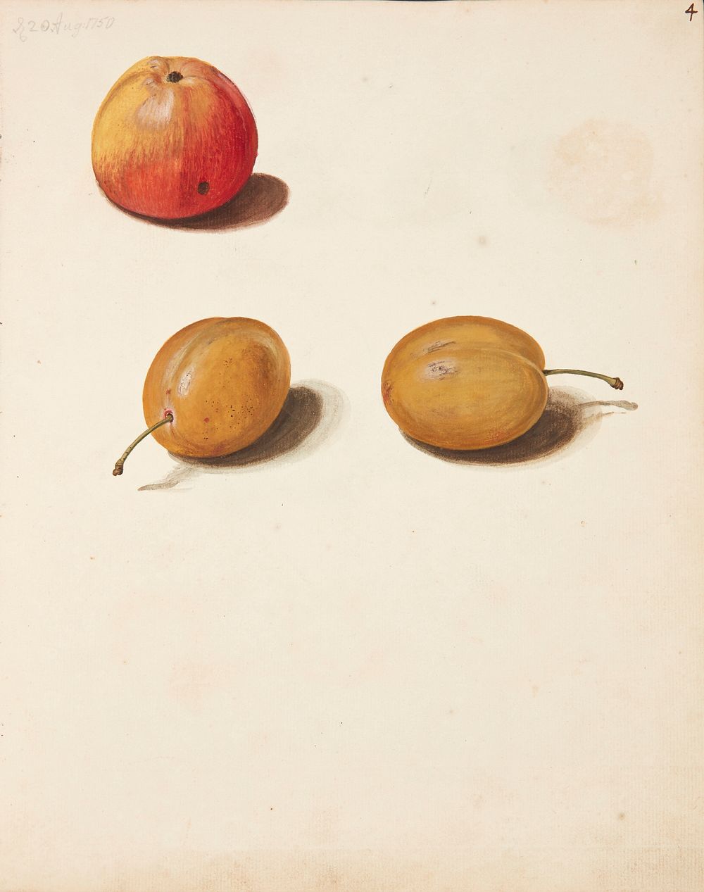 Study of apple and plums by Johanna Fosie