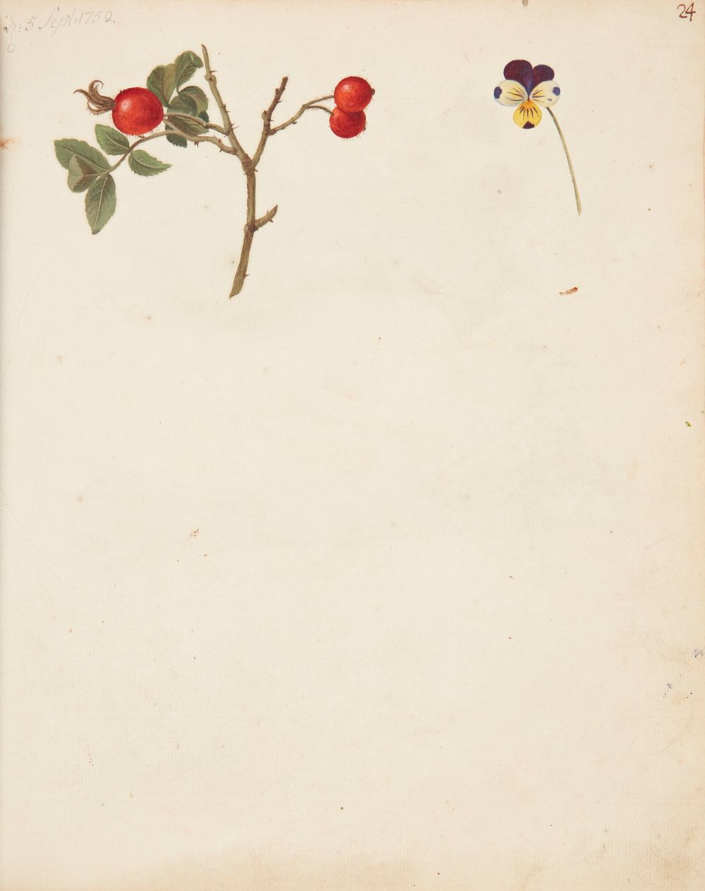 Study of rose hip and pansy by Johanna Fosie