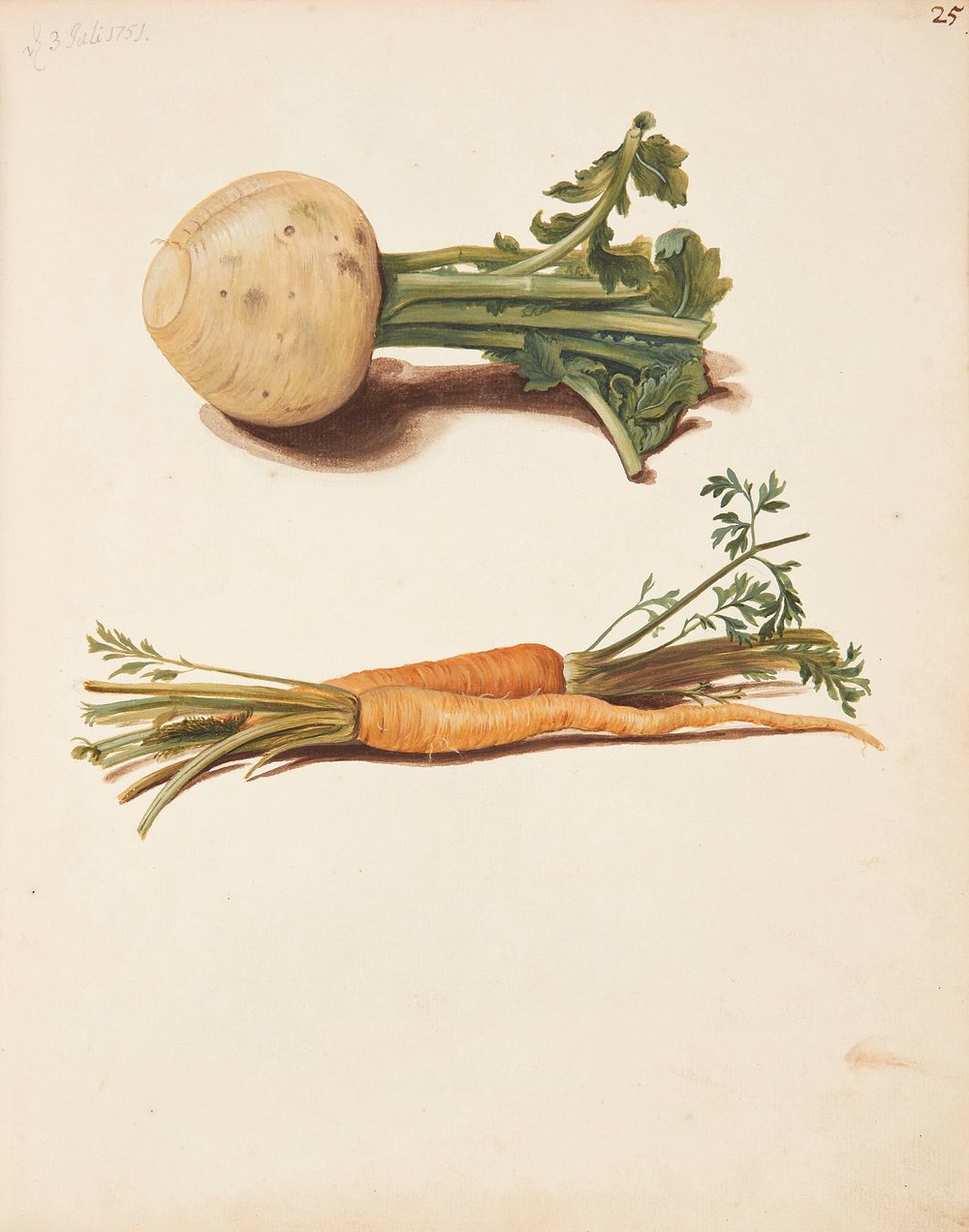 Study of turnips and carrots by Johanna Fosie