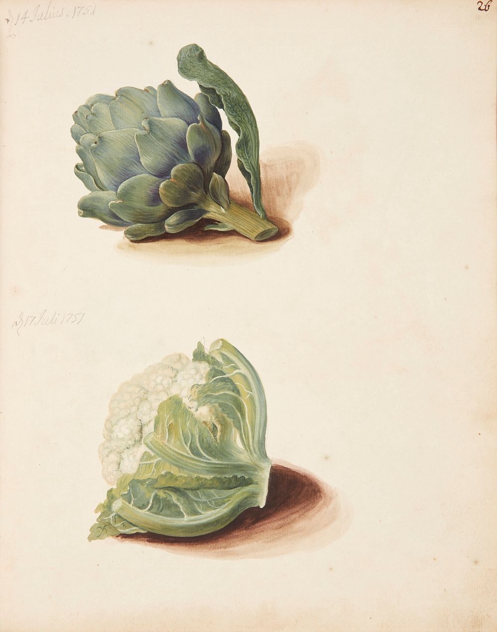 Study of artichoke and cauliflower head by Johanna Fosie